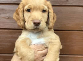 Cocker Spaniel (Working)
