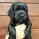Cocker Spaniel (Working)