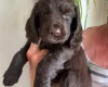 Cocker Spaniel (Working)