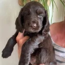 Cocker Spaniel (Working)