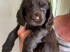 Cocker Spaniel (Working)