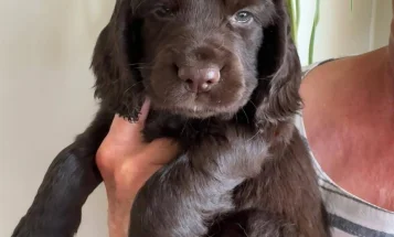 Cocker Spaniel (Working)