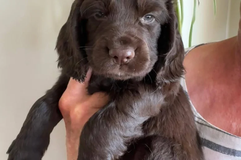 Cocker Spaniel (Working)