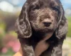 Cocker Spaniel (Working)