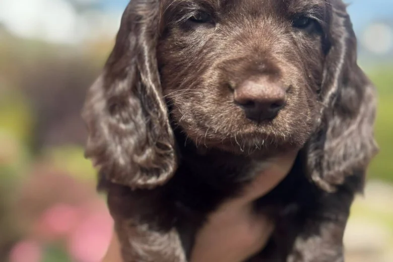 Cocker Spaniel (Working)