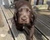 Cocker Spaniel (Working)