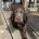 Cocker Spaniel (Working)