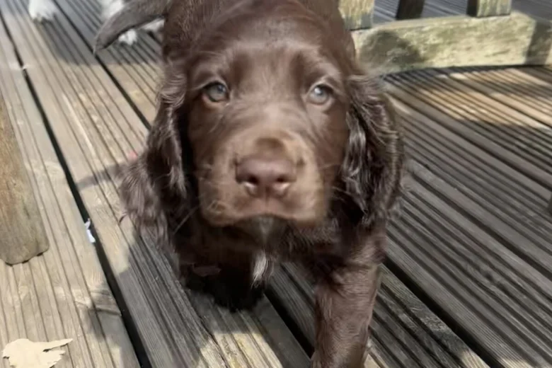 Cocker Spaniel (Working)