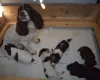 Cocker Spaniel (Working)