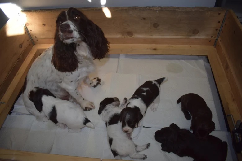 Cocker Spaniel (Working)