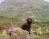 Cocker Spaniel (Working)