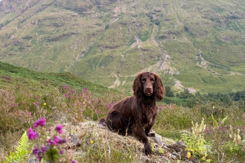 Cocker Spaniel (Working)