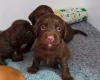 Cocker Spaniel (Working)