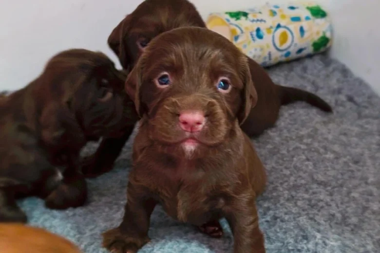 Cocker Spaniel (Working)