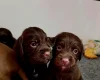 Cocker Spaniel (Working)