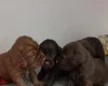 Cocker Spaniel (Working)