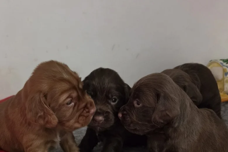 Cocker Spaniel (Working)
