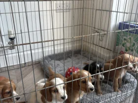 Cocker Spaniel (Working)