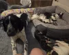 Cocker Spaniel (Working)