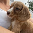 Cocker Spaniel (Working)