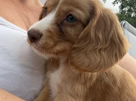 Cocker Spaniel (Working)