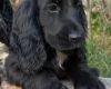 Cocker Spaniel (Show)