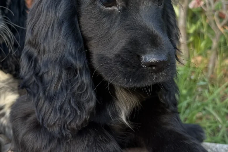 Cocker Spaniel (Show)