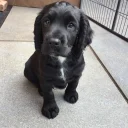 Cocker Spaniel (Working)