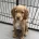 Cocker Spaniel (Working)