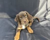 Cocker Spaniel (Working)