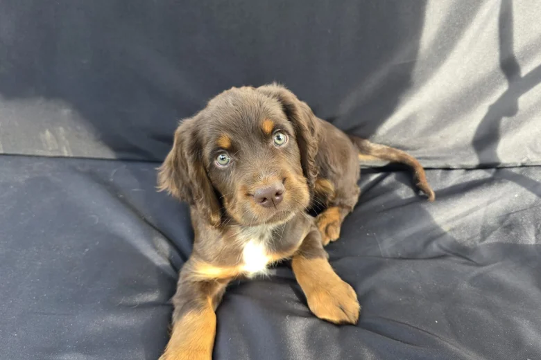 Cocker Spaniel (Working)