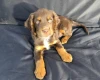 Cocker Spaniel (Working)