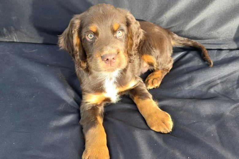Cocker Spaniel (Working)