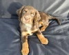 Cocker Spaniel (Working)