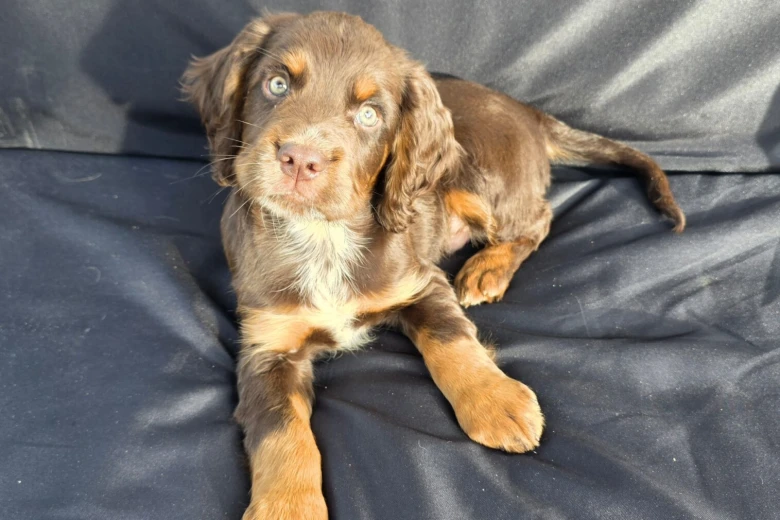 Cocker Spaniel (Working)