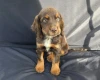 Cocker Spaniel (Working)
