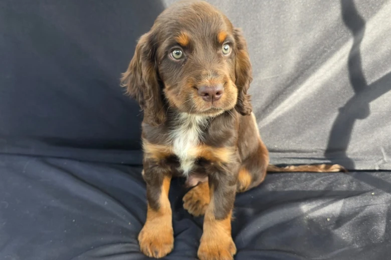 Cocker Spaniel (Working)