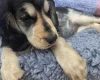 Cocker Spaniel (Working)