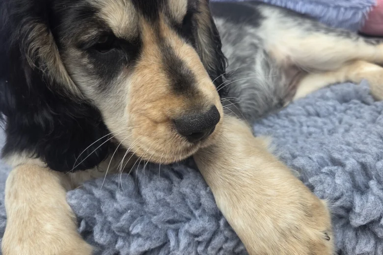 Cocker Spaniel (Working)