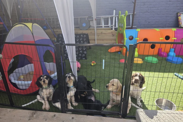 Cocker Spaniel (Working)