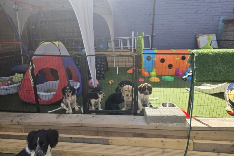 Cocker Spaniel (Working)