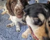 Cocker Spaniel (Working)