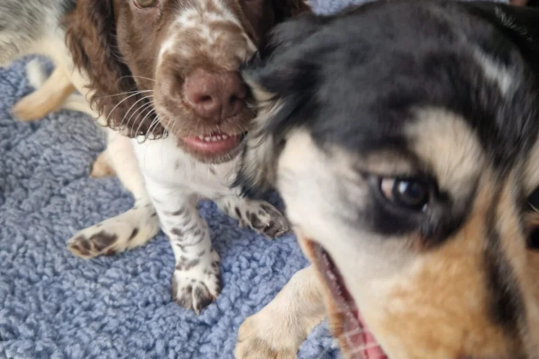 Cocker Spaniel (Working)
