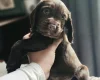 Cocker Spaniel (Working)