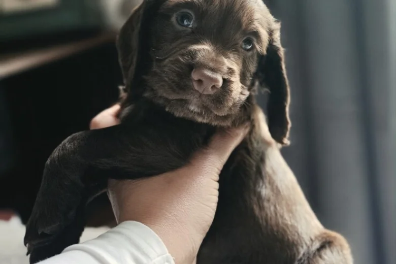 Cocker Spaniel (Working)