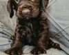 Cocker Spaniel (Working)