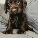 Cocker Spaniel (Working)