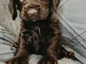 Cocker Spaniel (Working)