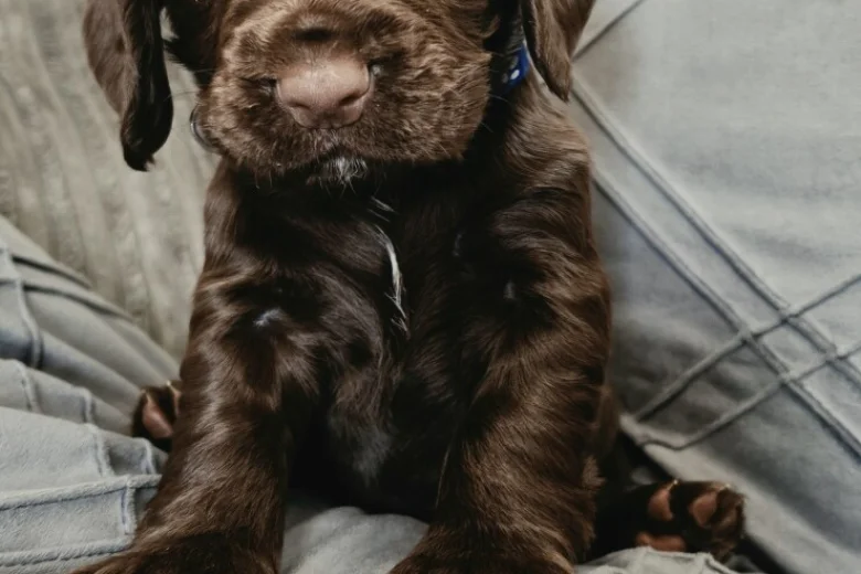 Cocker Spaniel (Working)
