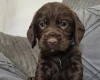 Cocker Spaniel (Working)